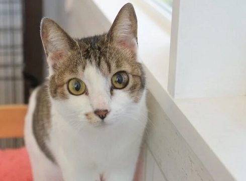 保護猫カフェ 福岡 人気